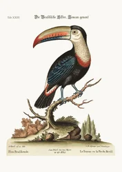 Il tucano o Pye brasiliano